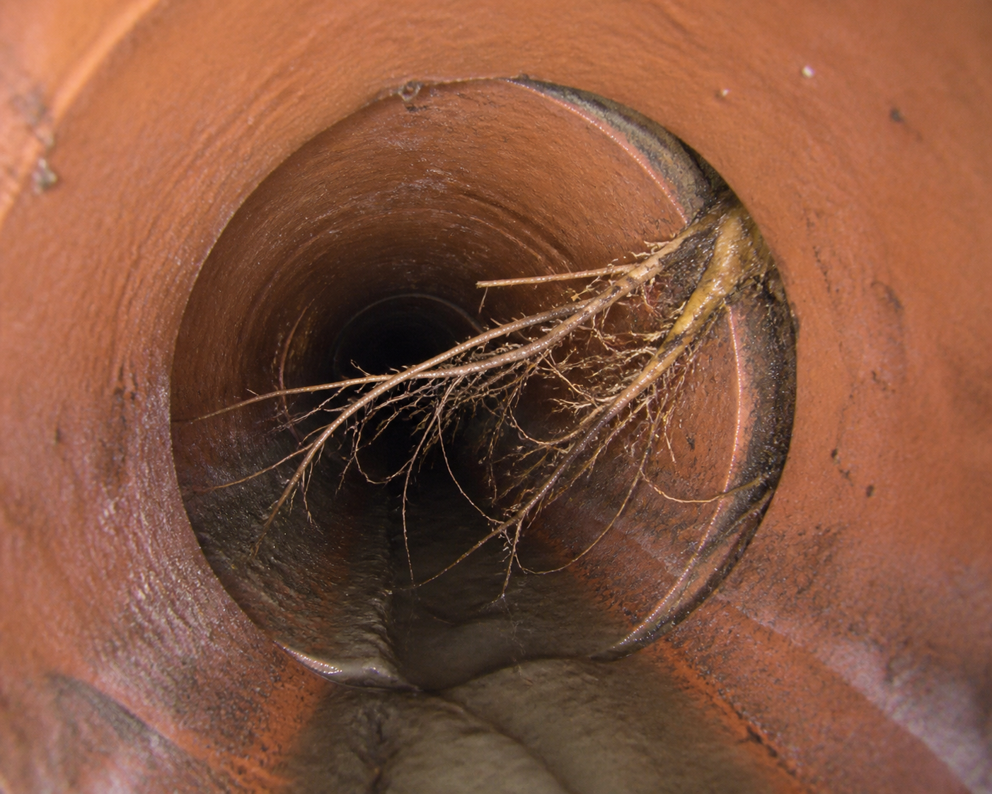 Inspection camera view of roots entering a sewer lateral pipe joint